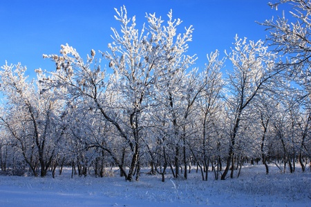 Sunny winter dayの写真素材