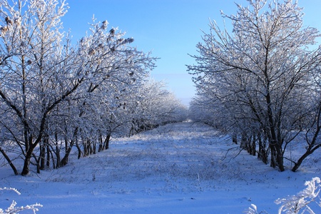 winter Landscapeの写真素材