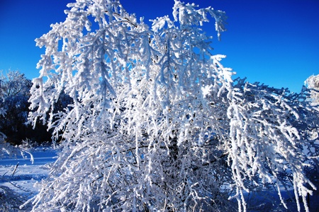 Snow-covered treesの写真素材