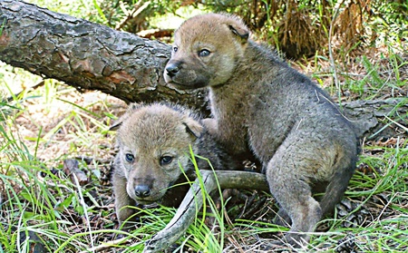 The cubs in the forestの写真素材