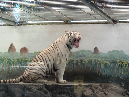 White tiger at the zooの写真素材