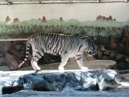 White tiger at the zooの写真素材