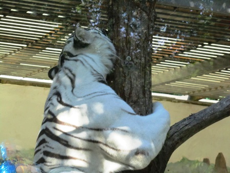The White Tigerの写真素材