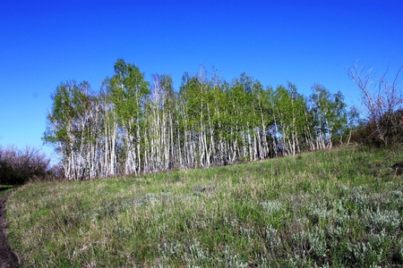 Forest with birchesの写真素材