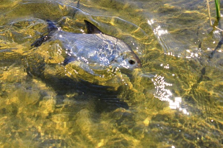 fish bream in the waterの写真素材