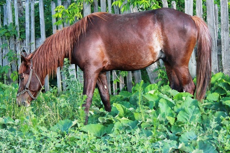 horseの写真素材