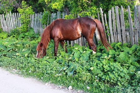 horseの写真素材