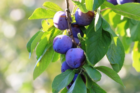 the branch of a plumの写真素材