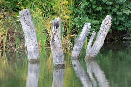The logs in the waterの写真素材