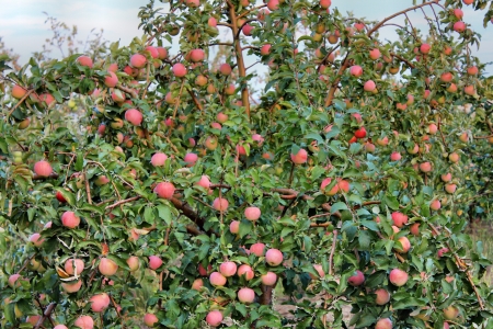 Red apples on a treeの写真素材