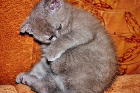 Gray British cat on a sofaの写真素材