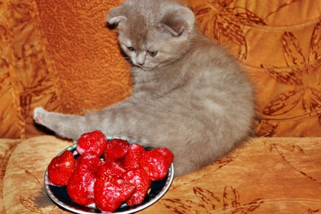 Small British cat on a sofa near the strawberryの写真素材