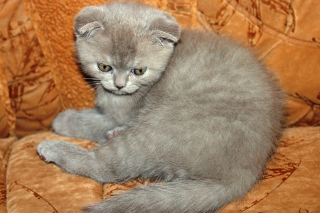 Homemade small catの写真素材