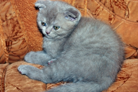 Homemade small catの写真素材