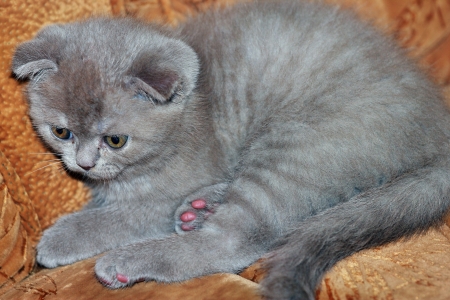 Small British lop-eared cat resting on the couchの写真素材