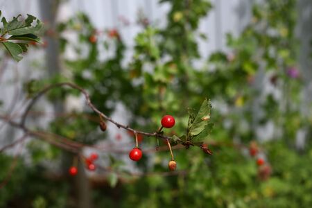  branch of fresh ripe red cherries. A cherry tree in your garden. close up. soft focus.の写真素材