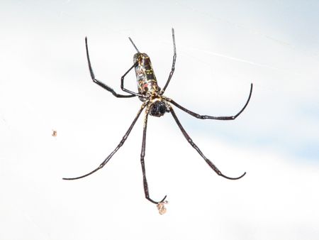 Huge spider resting on web