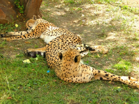 Having a rest leopards under a treeの写真素材