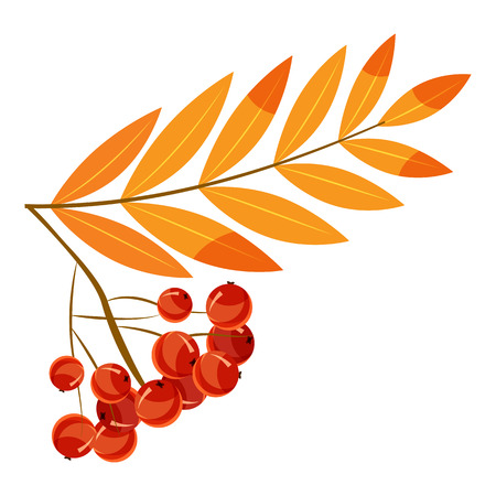 Rowanberry branch icon. Cartoon illustration of rowanberry branch vector icon for webのイラスト素材