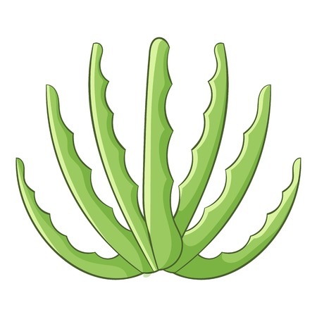 Agave icon. Cartoon illustration of agave vector icon for webのイラスト素材