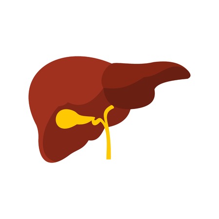 Liver icon, flat styleのイラスト素材