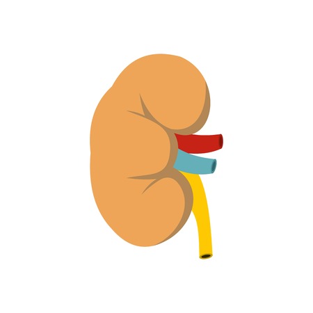 Kidney icon, flat styleのイラスト素材