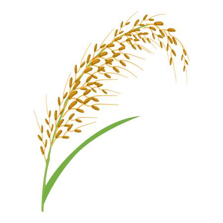 Oat stalk icon. Cartoon illustration of oat stalk vector icon for webのイラスト素材