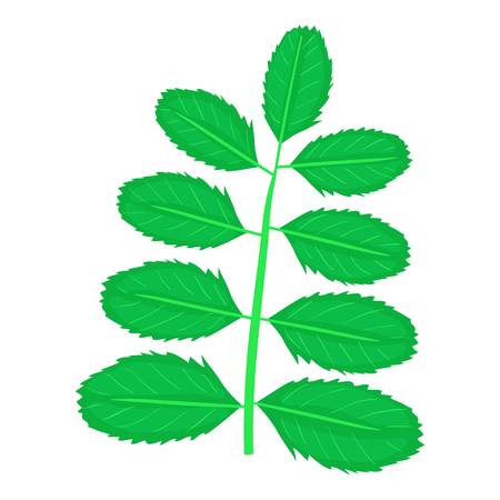 Acacia leaf icon, cartoon styleのイラスト素材