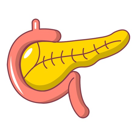 Pancreas icon. Cartoon illustration of pancreas vector icon for web design isolated on white backgroundのイラスト素材