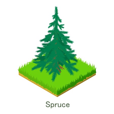 Spruce icon. Isometric illustration of spruce vector icon for web.のイラスト素材