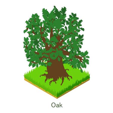 Oak icon. Isometric illustration of oak vector icon for web.のイラスト素材