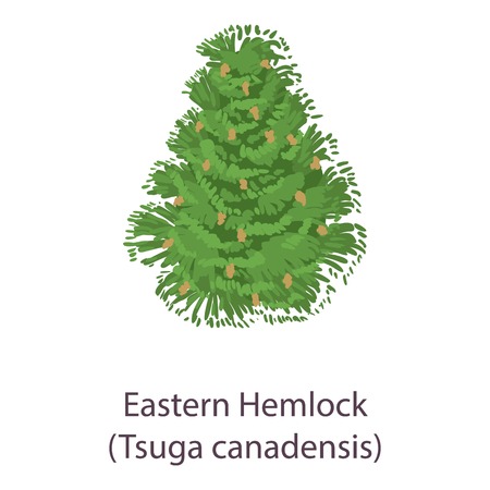 Eastern hemlock icon. Flat illustration of eastern hemlock vector icon for webのイラスト素材