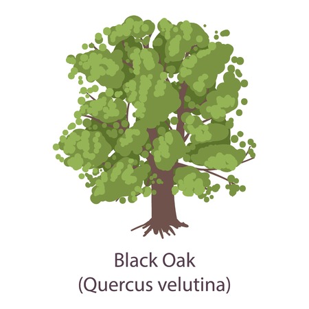 Black oak icon. Flat illustration of black oak vector icon for webのイラスト素材