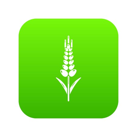 Wheaty wheat icon green vector isolated on white backgroundのイラスト素材