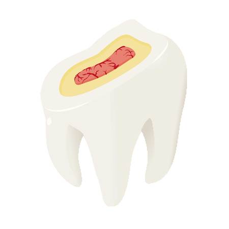 Section of tooth icon. Isometric of section of tooth vector icon for web design isolated on white...