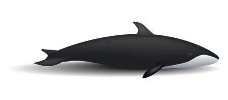 Orca whale mockup, realistic styleのイラスト素材