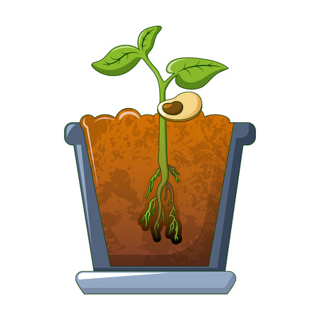 Bean plant growing icon. Cartoon of bean plant growing vector icon for web design isolated on white backgroundのイラスト素材