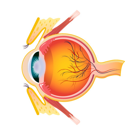 Eye cross icon. Cartoon of eye cross vector icon for web design isolated on white backgroundのイラスト素材