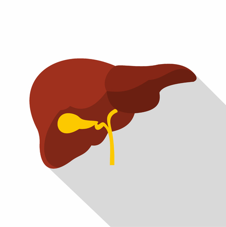 Liver icon, flat styleの写真素材
