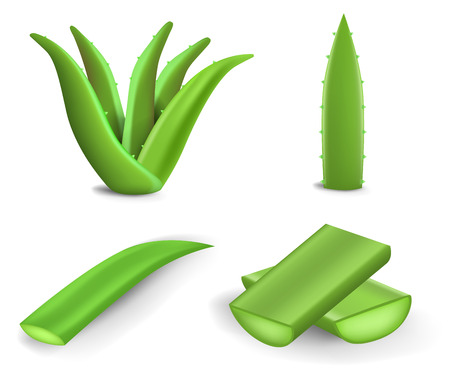 Aloe icon set. Realistic set of aloe vector icons for web design isolated on white backgroundのイラスト素材