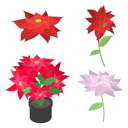 Poinsettia icons set. Isometric set of poinsettia vector icons for web design isolated on white backgroundのイラスト素材