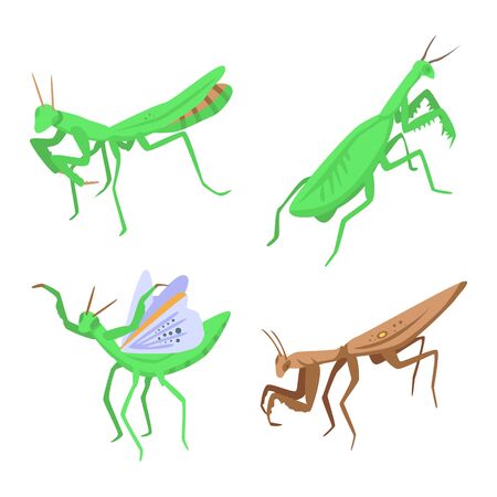 Mantis icons set, isometric styleのイラスト素材