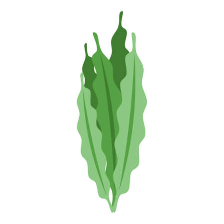 Spirulina leaf icon isometric vector. Alga plant. Medicine drinkのイラスト素材