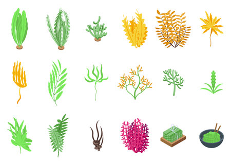 Algae icons set isometric vector. Plant seaweedのイラスト素材