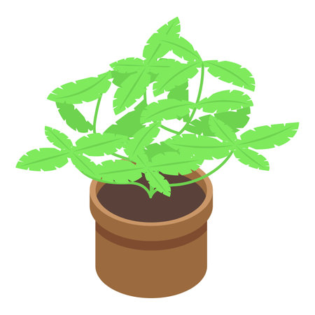 Basil plant pot icon isometric vector. Fresh herb. Natural organicのイラスト素材
