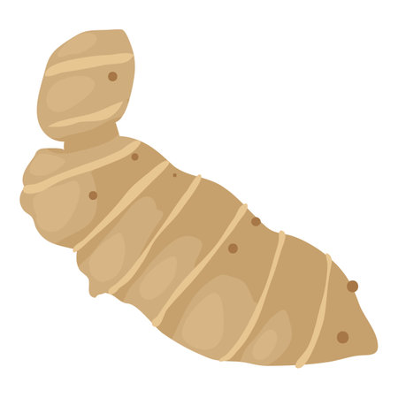 Ginger root icon isometric vector. Root perennial herbaceous plant ginger family. Nature, botany, rootcropのイラスト素材