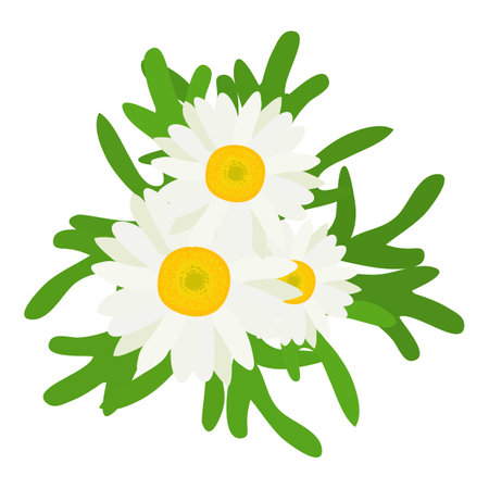 Chamomile flower icon isometric vector. Bright chamomile flower with green leaf. Environment, nature, botanyのイラスト素材
