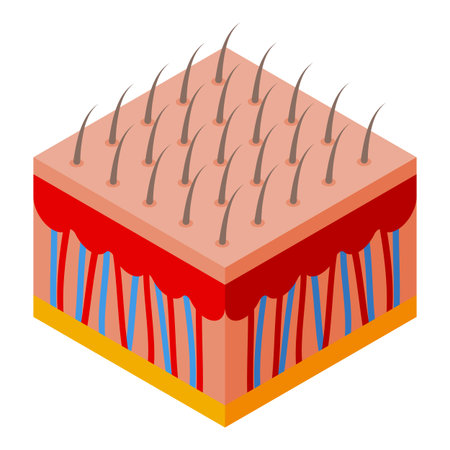 Vibrant isometric illustration representing a section of human skin with hair folliclesのイラスト素材