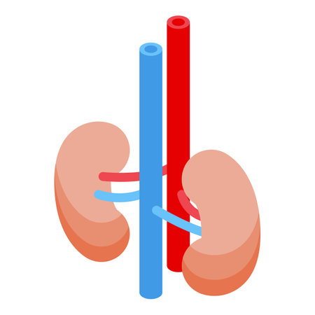 Illustration depicting the human kidneys, with arteries and veins connecting to each other, representing blood filtration and urine productionのイラスト素材