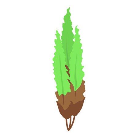 Green laminaria seaweed growing underwater from brown roots, marine plantのイラスト素材